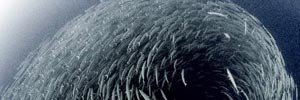 Some cool underwater pics from the BBC