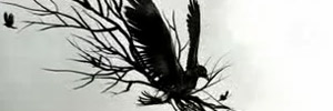 Crows video