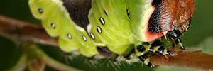 Stunning insect photos